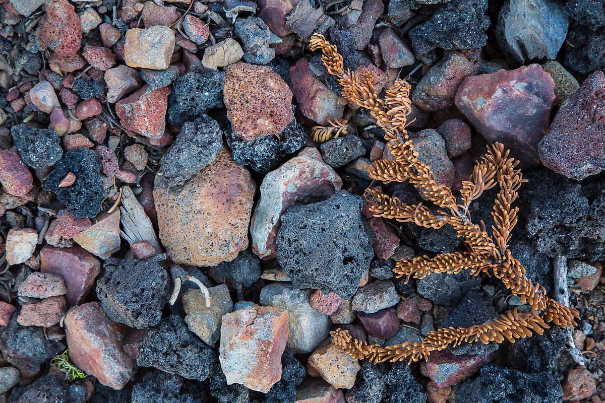 Pumice rocks and branch with needles, Wizard Island. Crater Lake National Park.  ()
