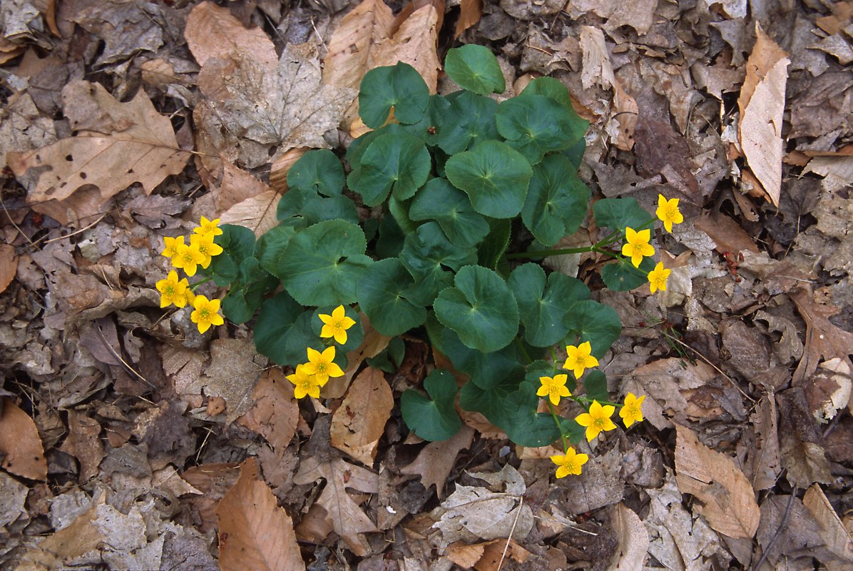 Marsh marigold amidst fallen leaves. Cuyahoga Valley National Park.  ()