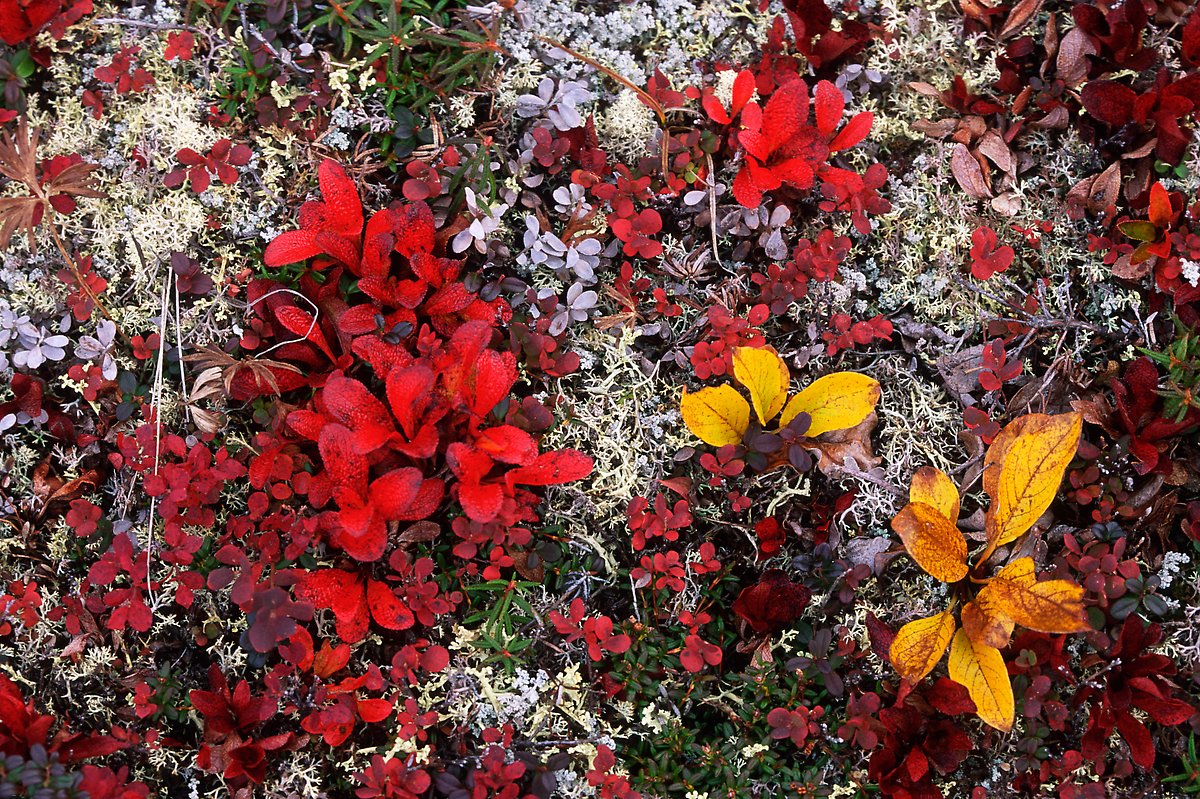 Dwarf tundra plants. Denali National Park.  ()