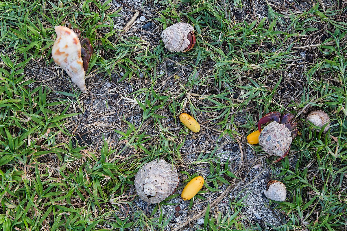 Hermit crabs and palm tree nuts. Dry Tortugas National Park.  ()