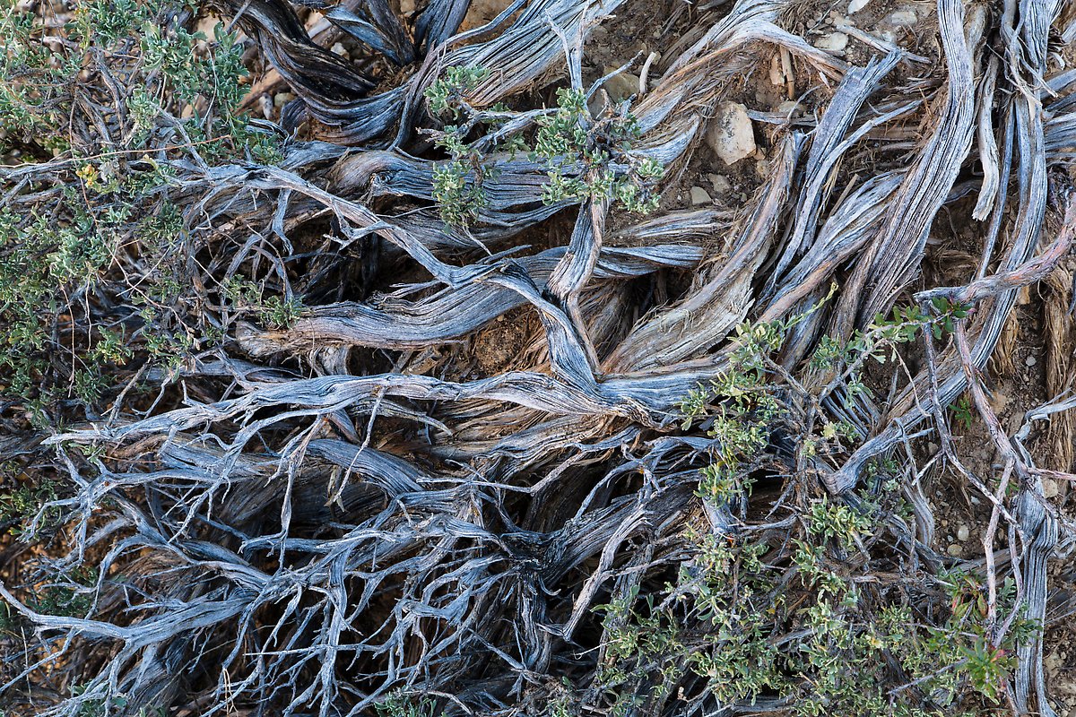 Juniper. Grand Canyon National Park.  ()