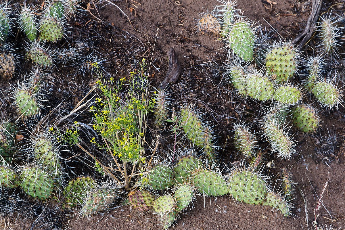 Flowers, cactus, and sand. Great Sand Dunes National Park.  ()