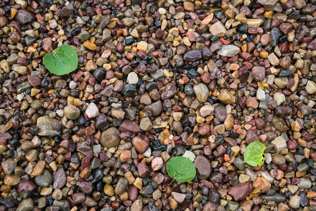 Pebbles and fallen aspen leaves, Jackson Lake. Grand Teton National Park.  ()