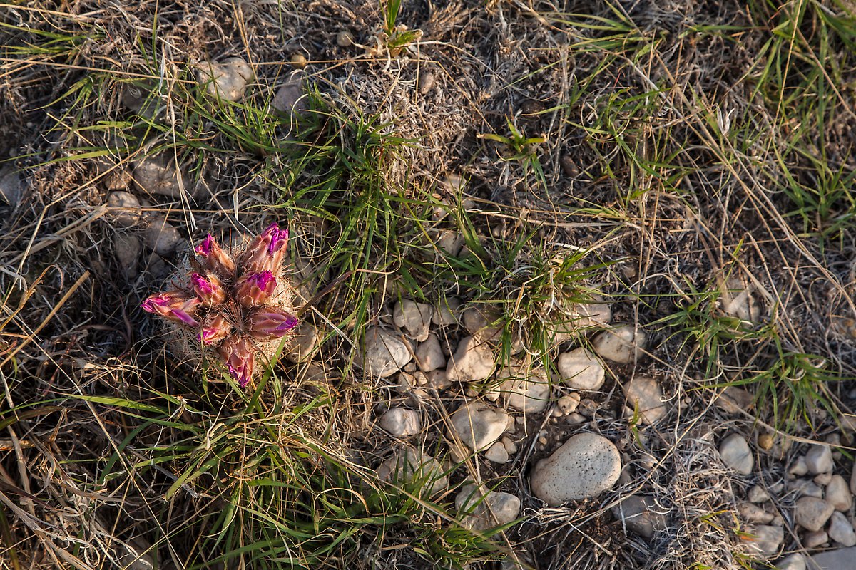 Desert floor. Guadalupe Mountains National Park.  ()