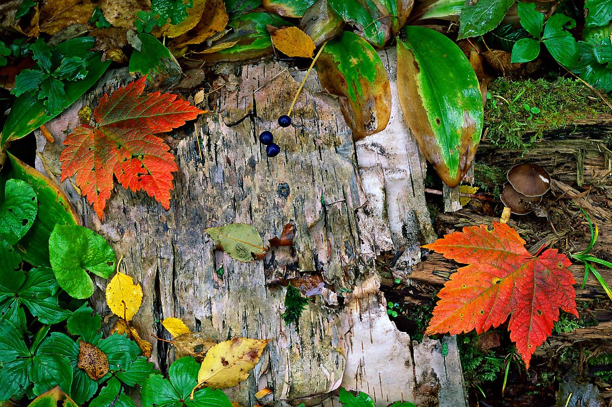 Maple leaves and weathered wood. Isle Royale National Park.  ()