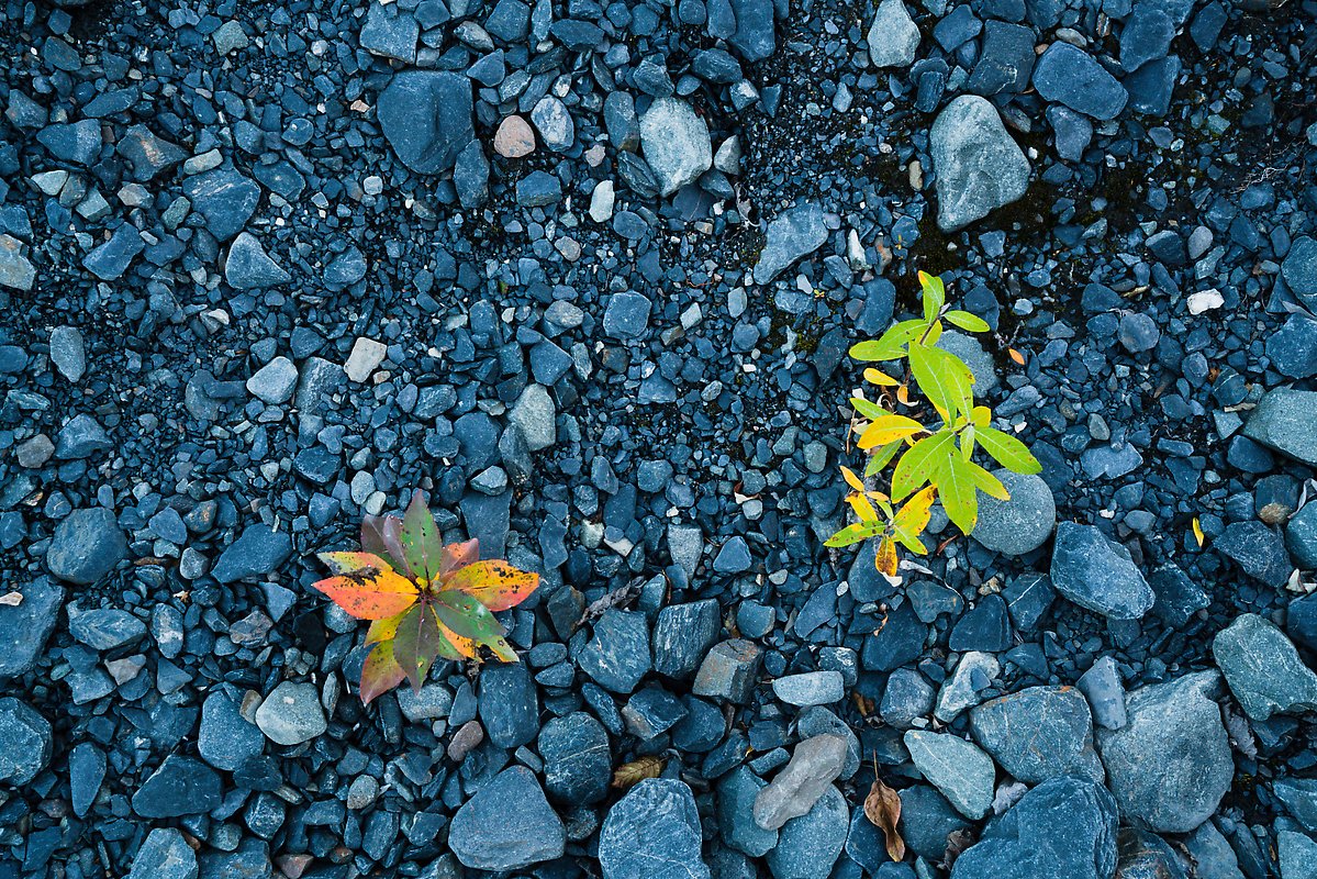 Two sapplings on soil recently uncovered by Exit Glacier. Kenai Fjords National Park.  ()