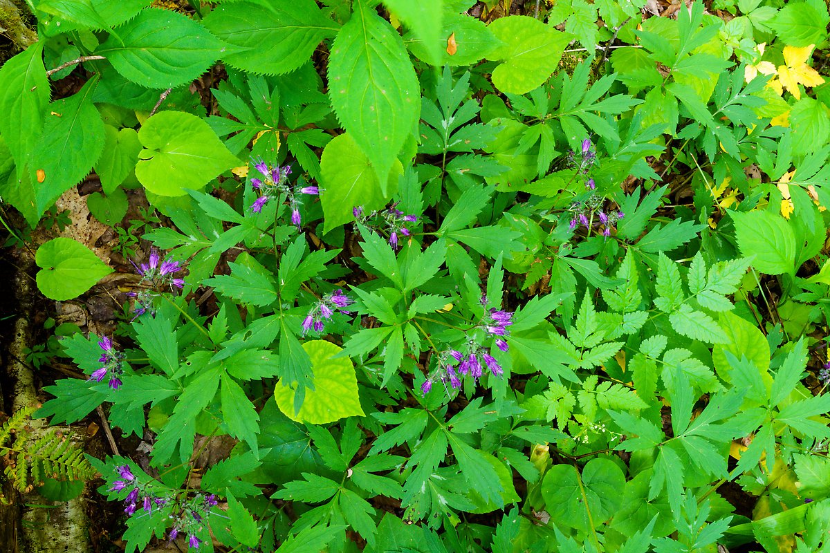 Flowers and leaves. New River Gorge National Park.  ()