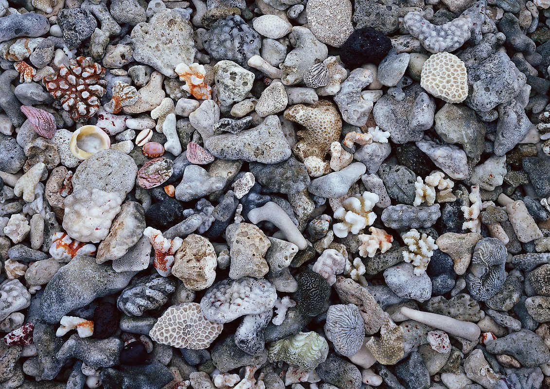 Beached coral, Tau Island. National Park of American Samoa.  ()