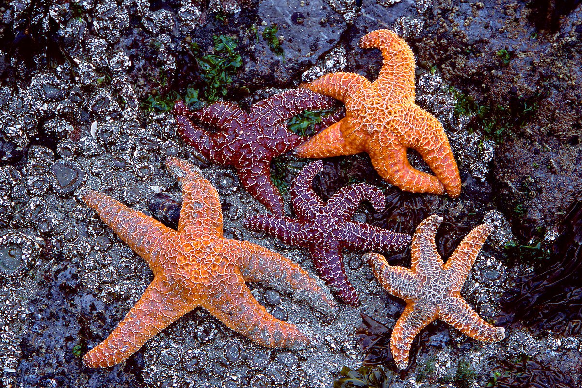 Sea stars on rocks at low tide. Olympic National Park.  ()