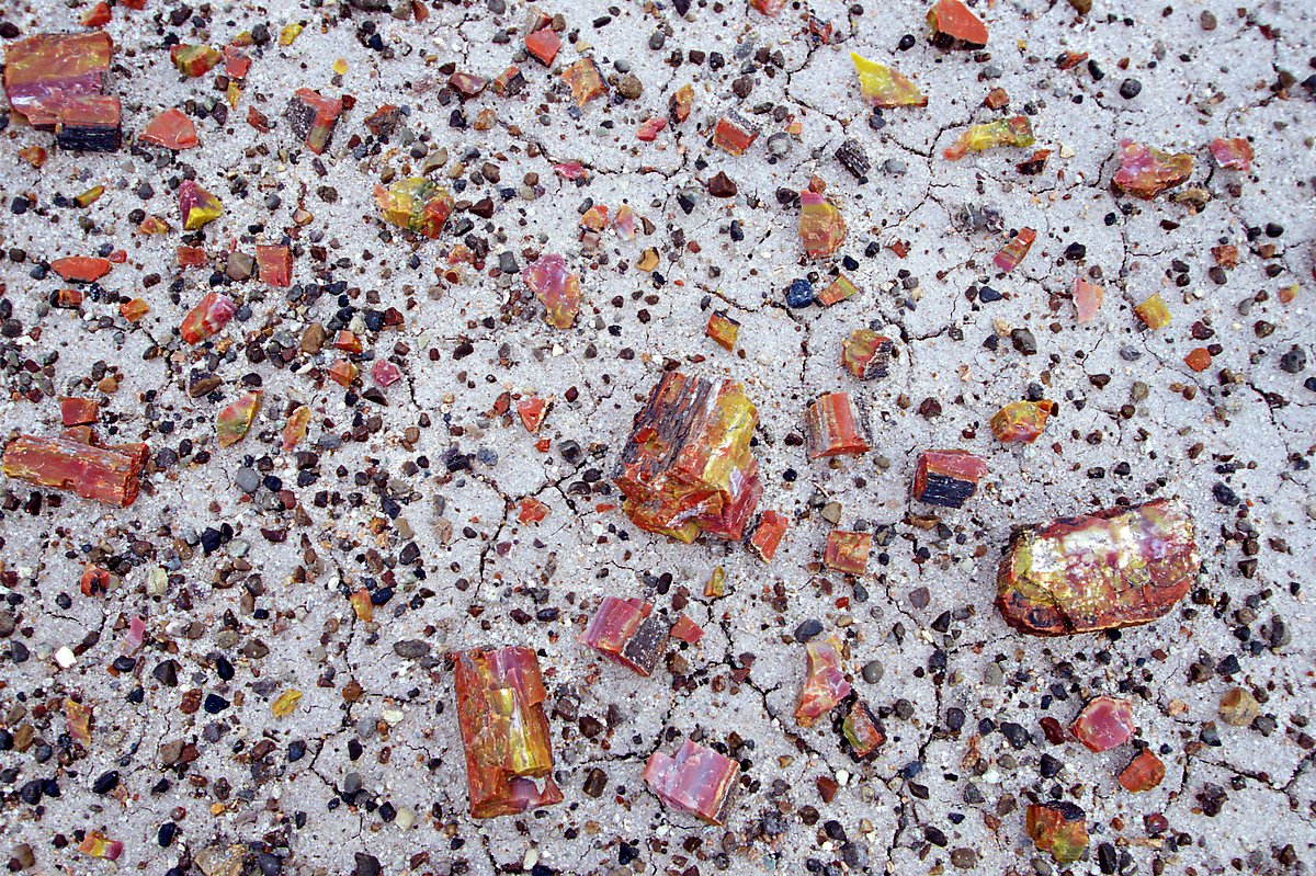 Petrified wood. Petrified Forest National Park.  ()
