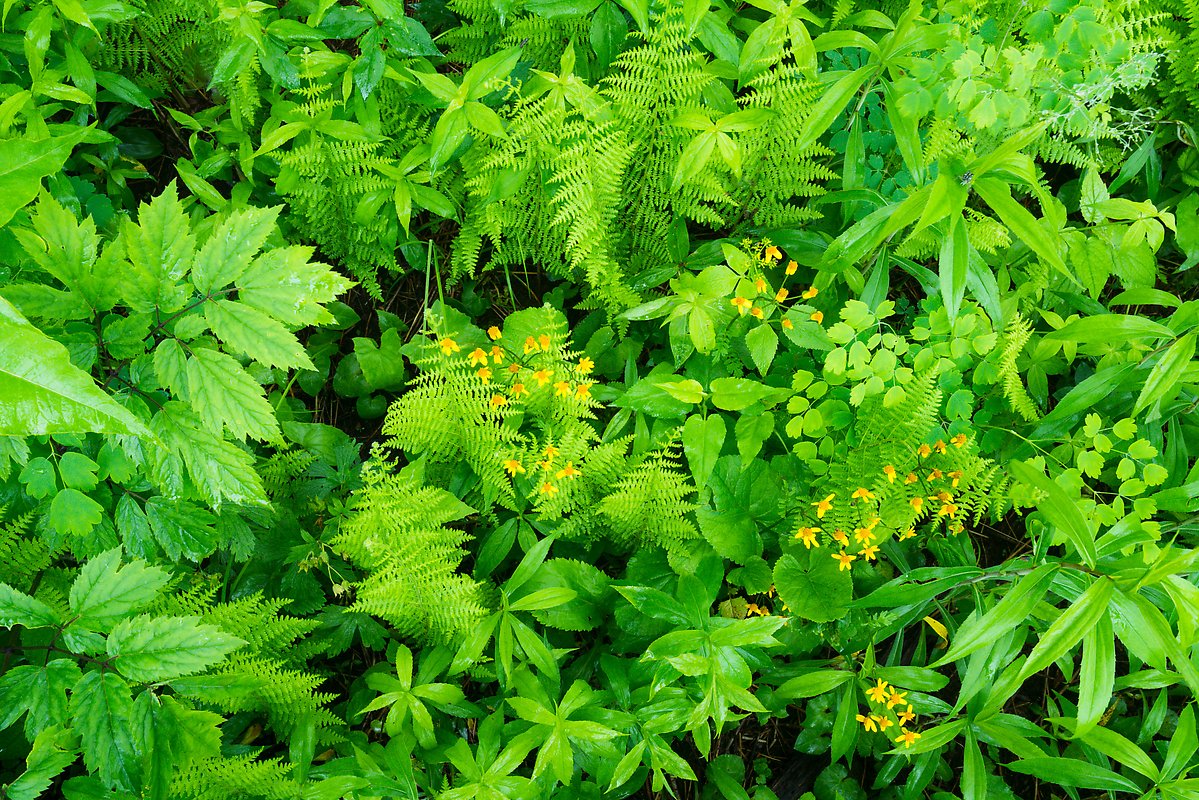 Undergrowth with wildflowers and ferns. Shenandoah National Park.  ()