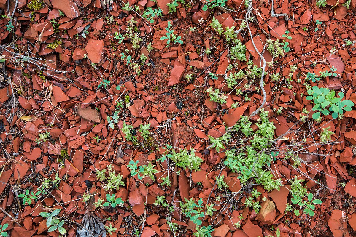 Natural red brick. Theodore Roosevelt National Park.  ()