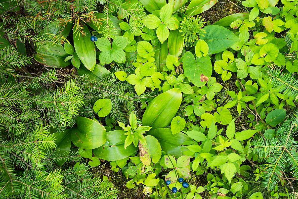 Berries and summer leaves. Voyageurs National Park.  ()