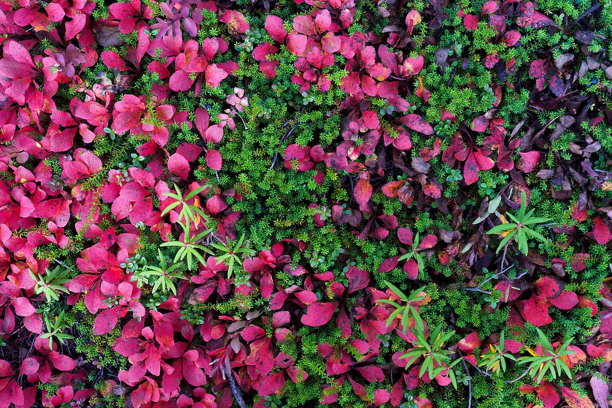 Leaves and berry plants. Wrangell-St Elias National Park.  ()