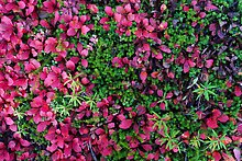 Leaves and berry plants. Wrangell-St Elias National Park.  ( )