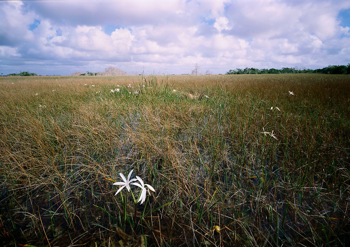 Everglades National Park.  ()