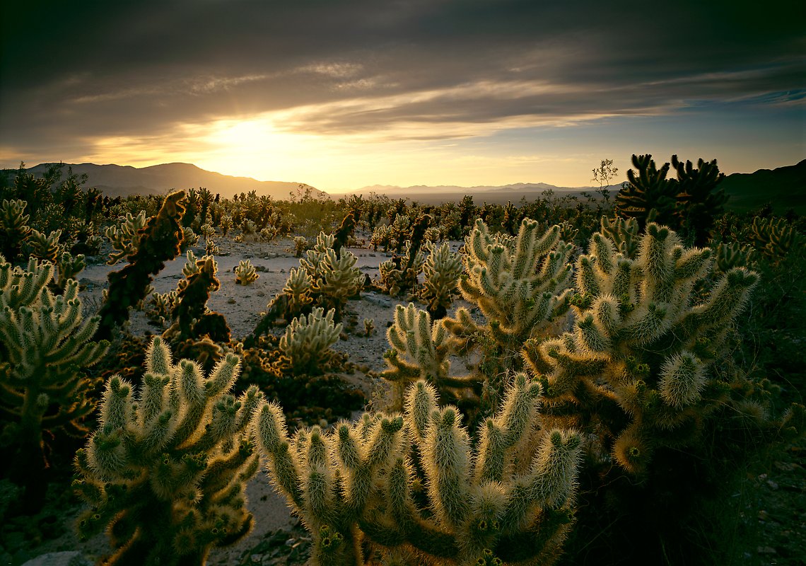 Joshua Tree National Park.  ()