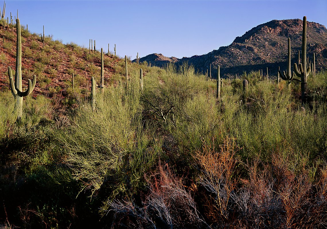 Saguaro National Park.  ()
