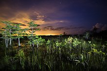 Everglades National Park.  ( )