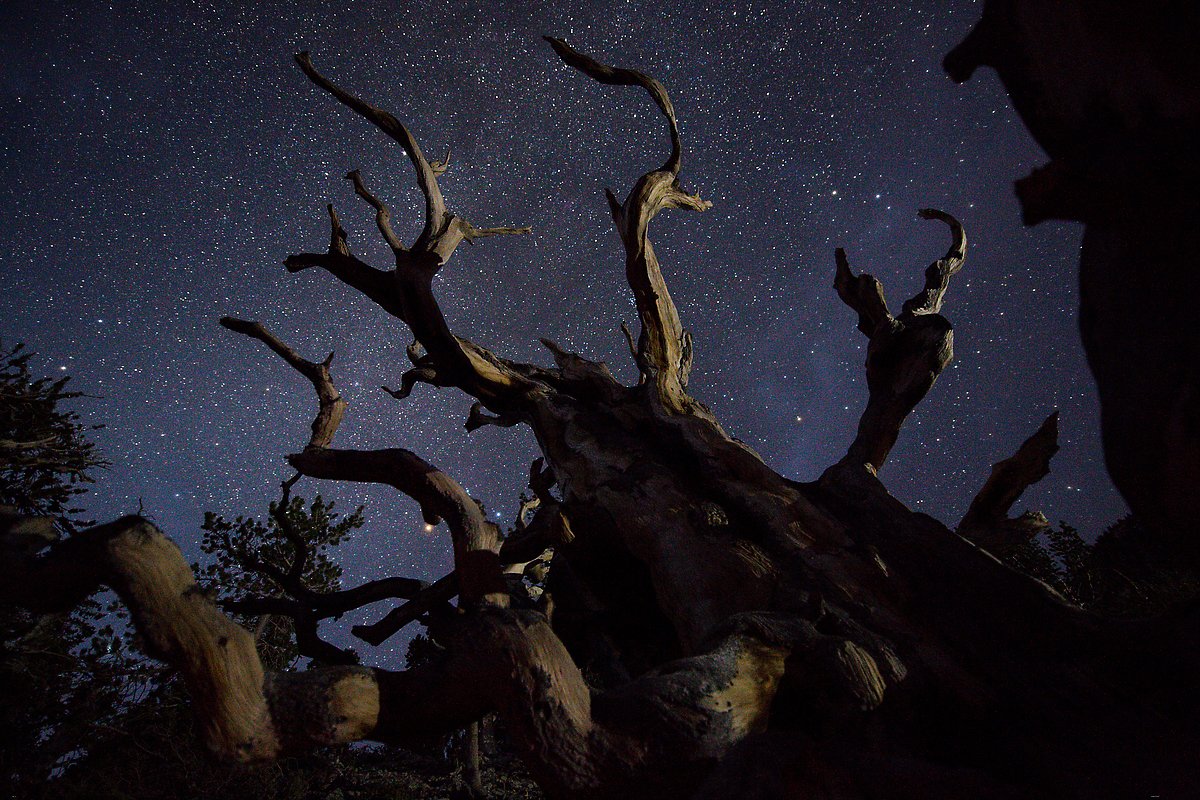 Great Basin National Park.  ()