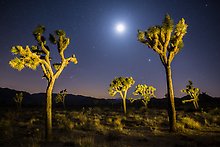 Joshua Tree National Park.  ( )