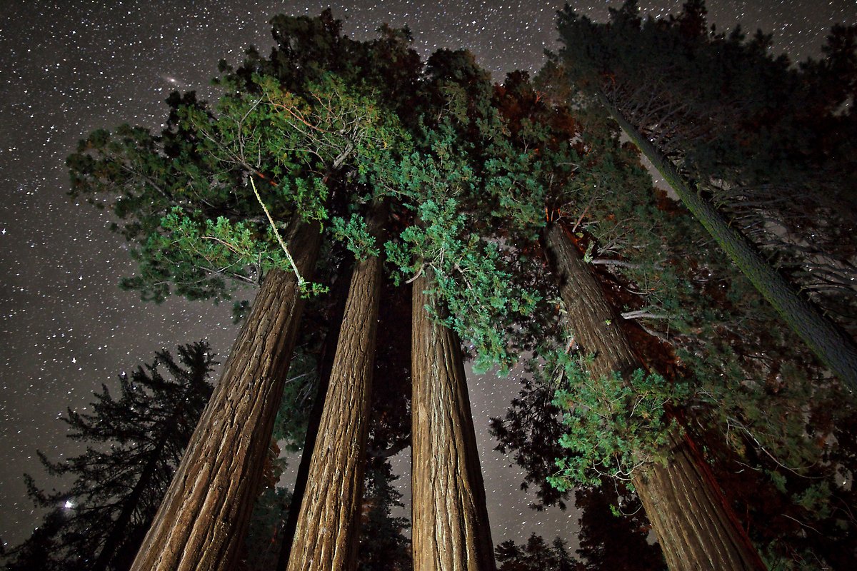 Kings Canyon National Park.  ()