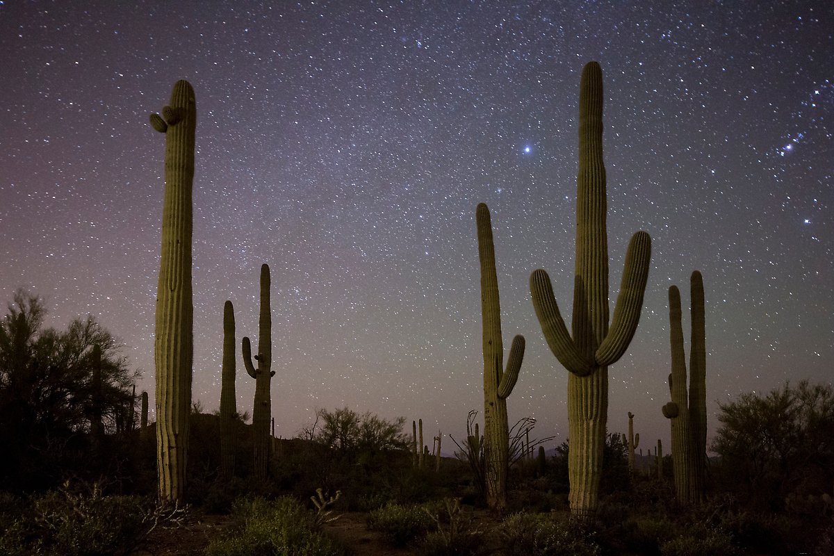 Saguaro National Park.  ()