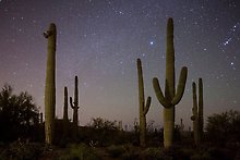 Saguaro National Park.  ( )