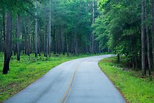National Park Road. Congaree National Park.  ( )