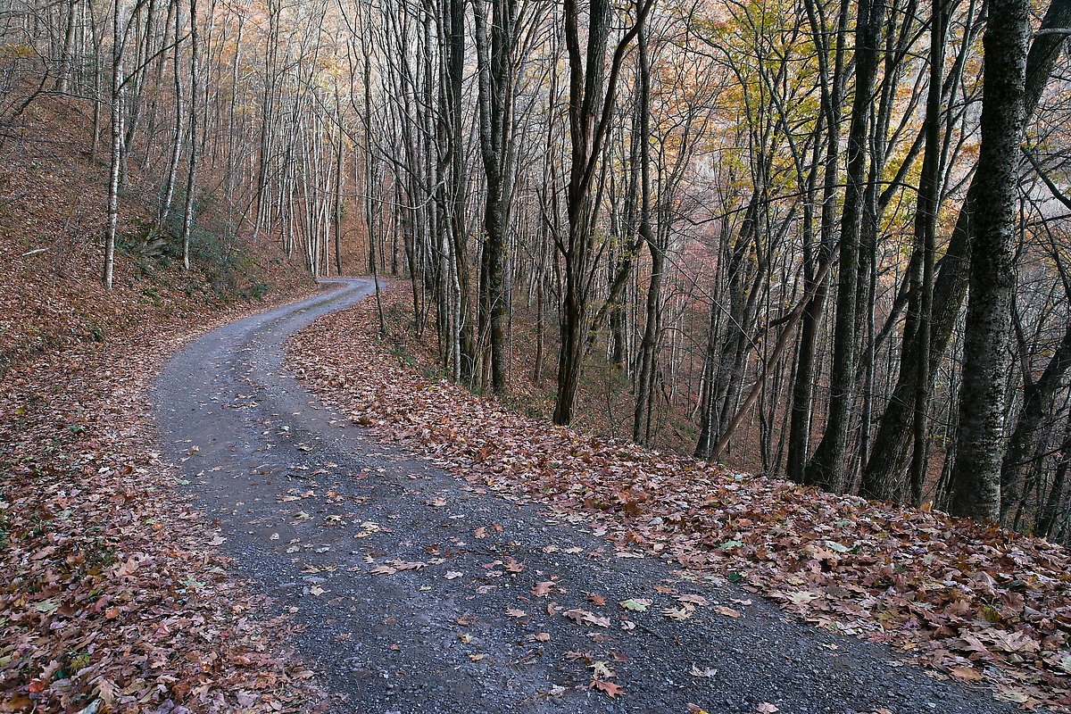 Balsam Mountain Road. Great Smoky Mountains National Park.  ()