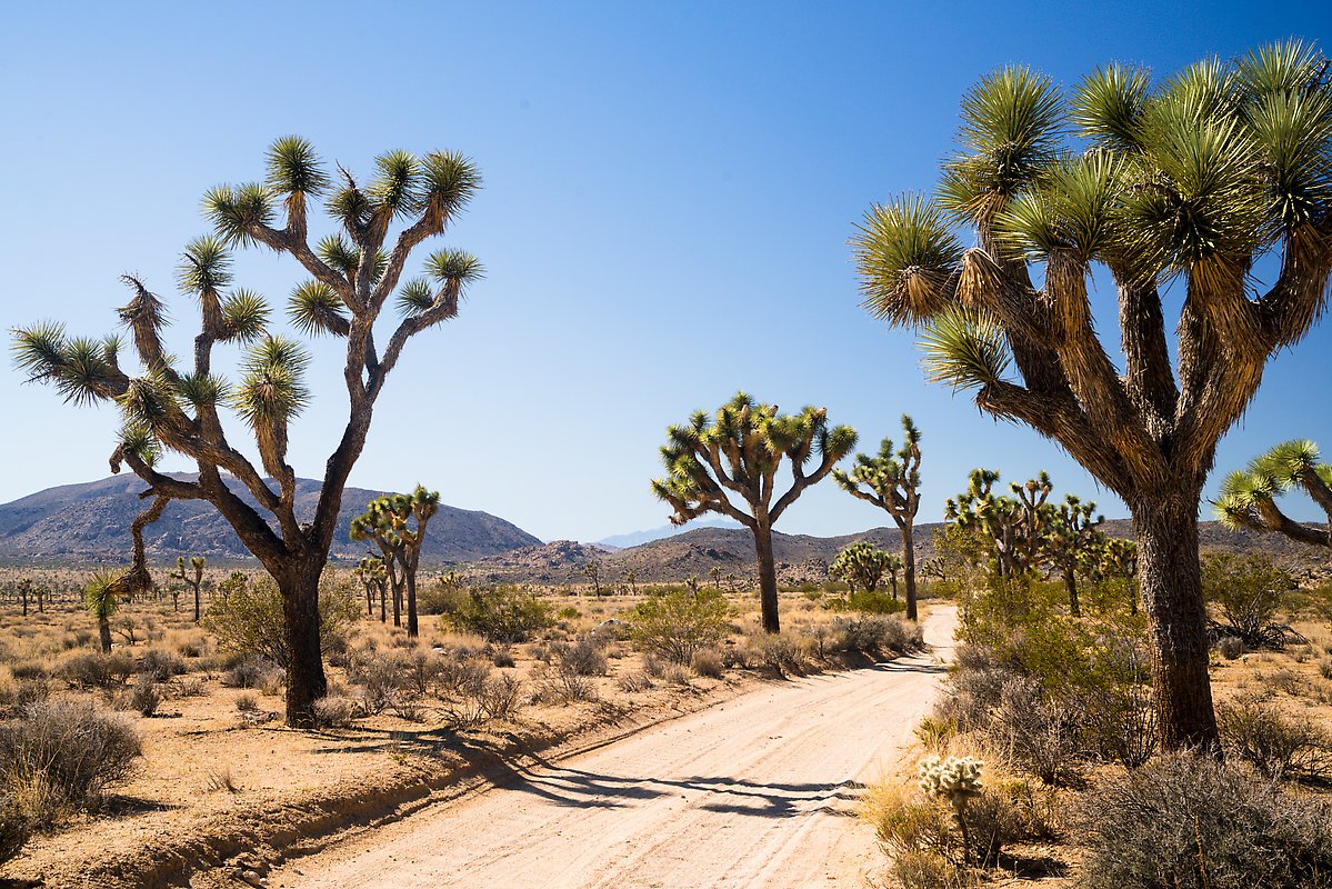 Queen Valley Road. Joshua Tree National Park.  ()