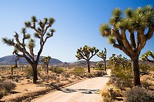 Queen Valley Road. Joshua Tree National Park.  ( )