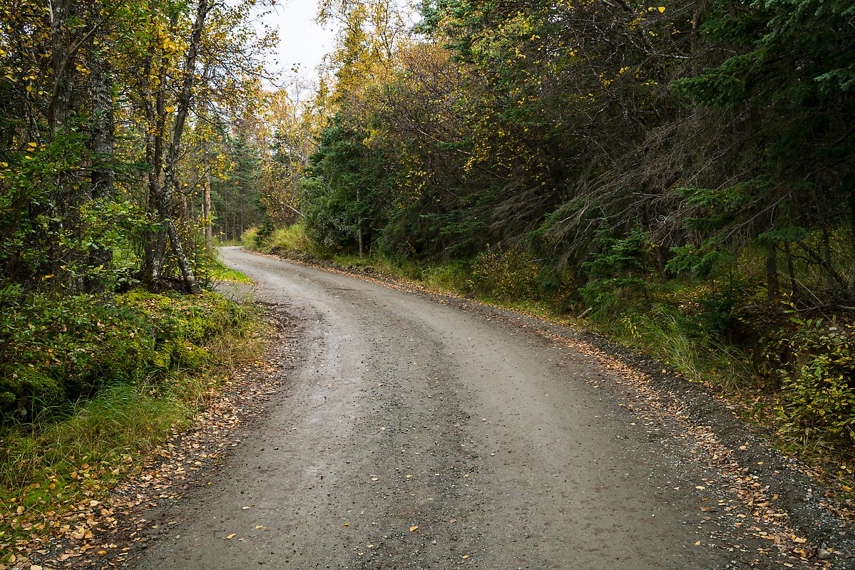 Brooks Camp-Lake Brooks Road. Katmai National Park.  ()