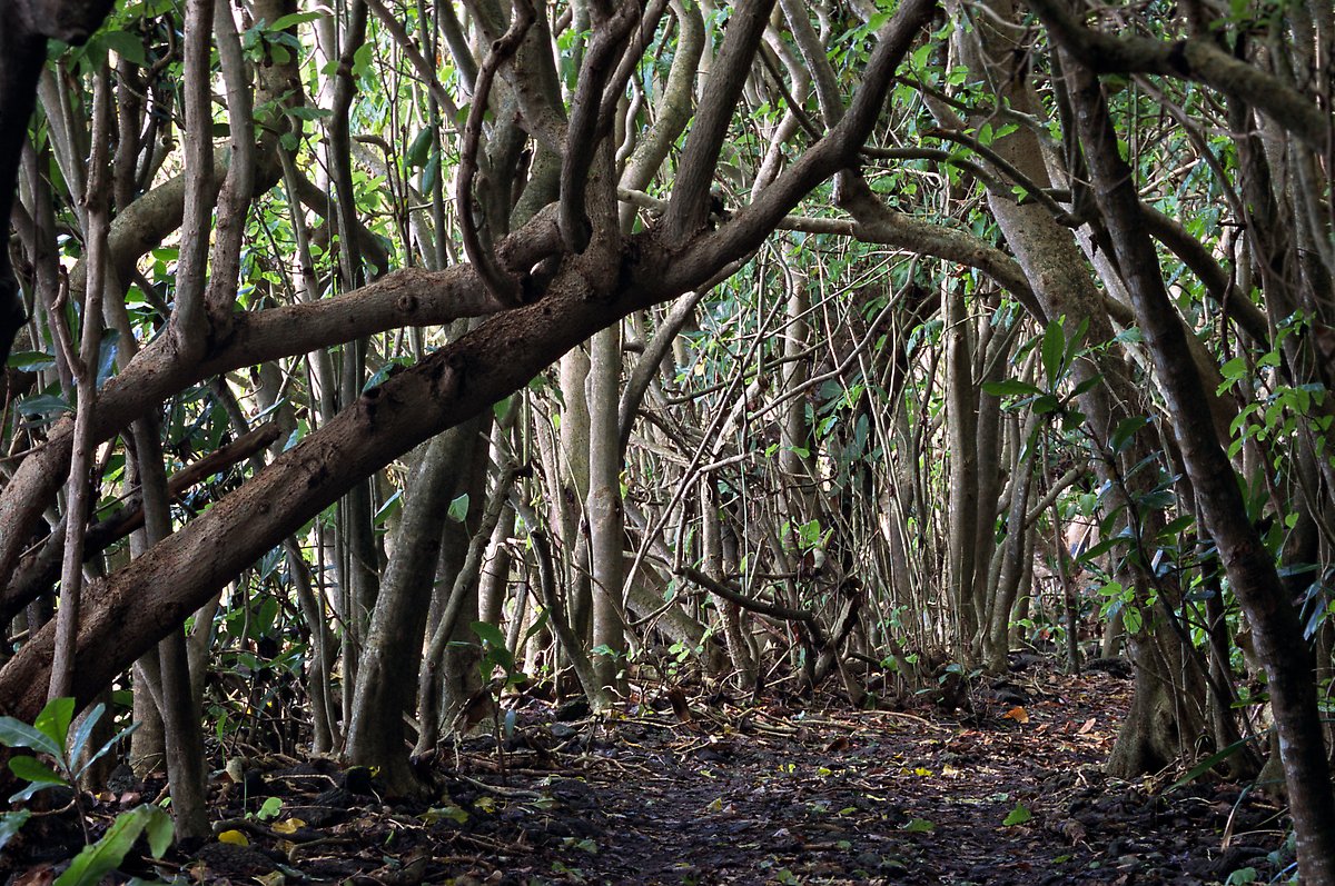 Saua Road, Tau Island. National Park of American Samoa.  ()