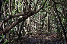 Saua Road, Tau Island. National Park of American Samoa.  ( )