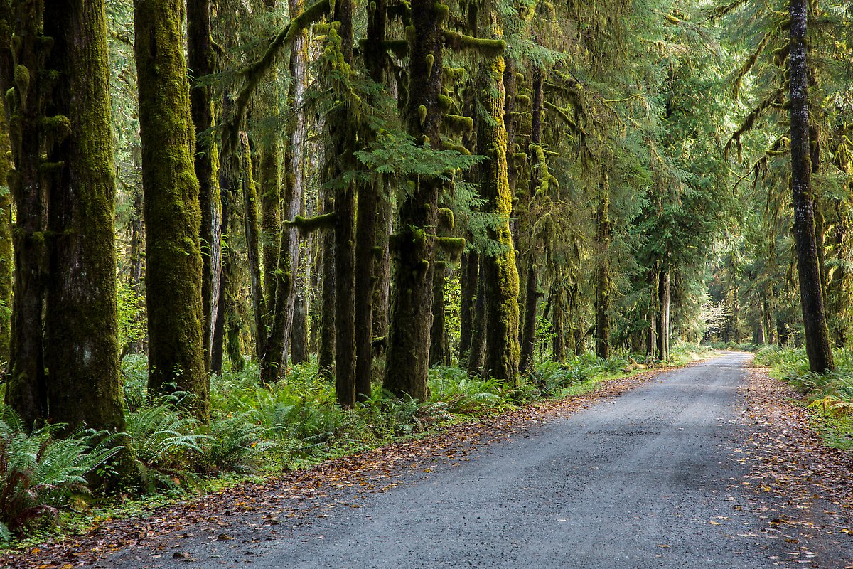 Lake Quinault North Shore Road. Olympic National Park.  ()