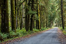 Lake Quinault North Shore Road. Olympic National Park.  ( )