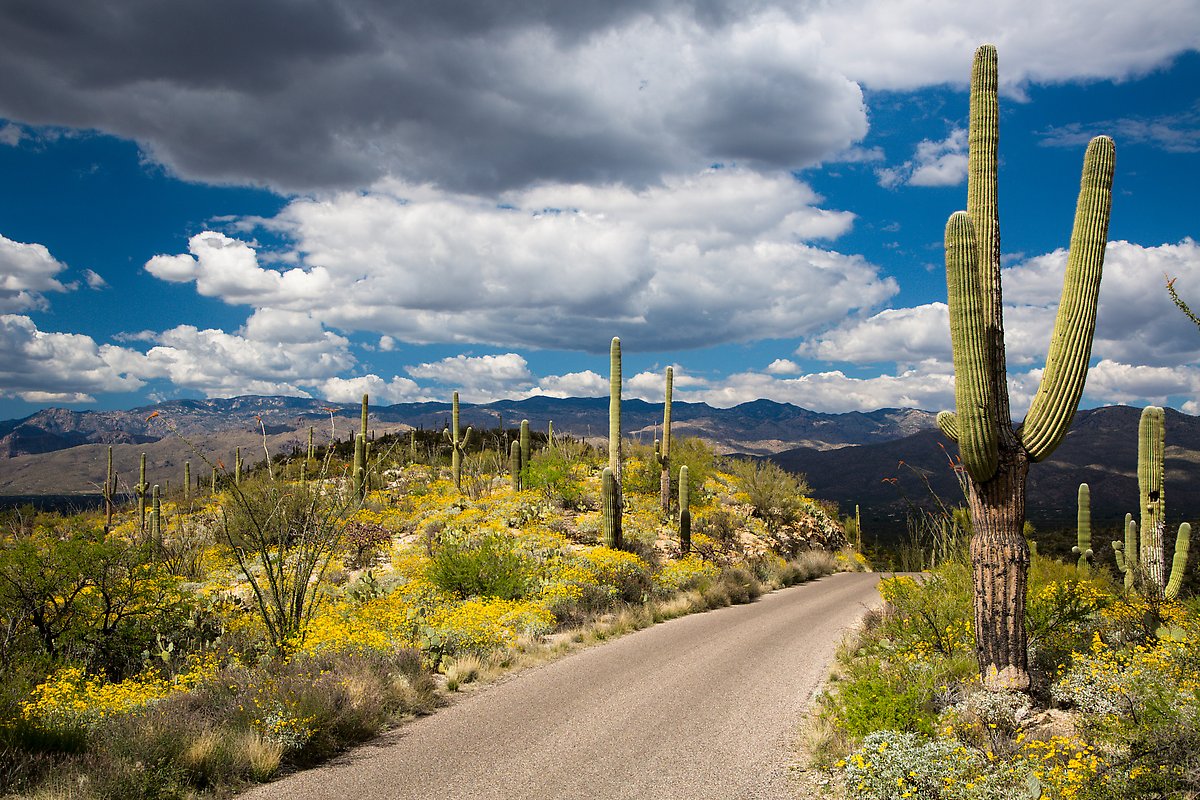 Cactus Forest Loop Drive. Saguaro National Park.  ()