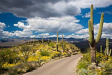 Cactus Forest Loop Drive. Saguaro National Park.  ( )