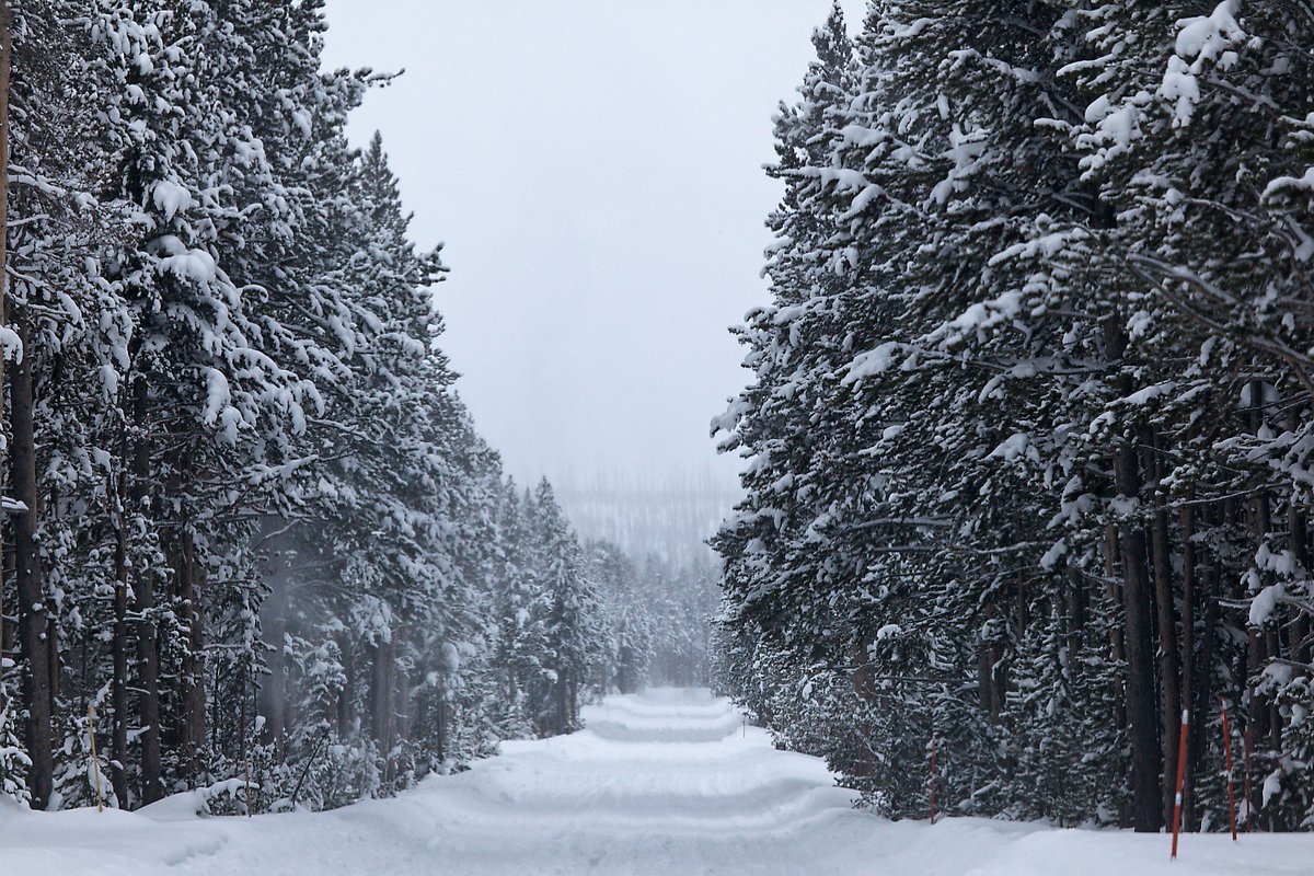 South Entrance Road. Yellowstone National Park.  ()