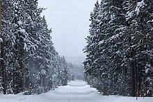 South Entrance Road. Yellowstone National Park.  ( )