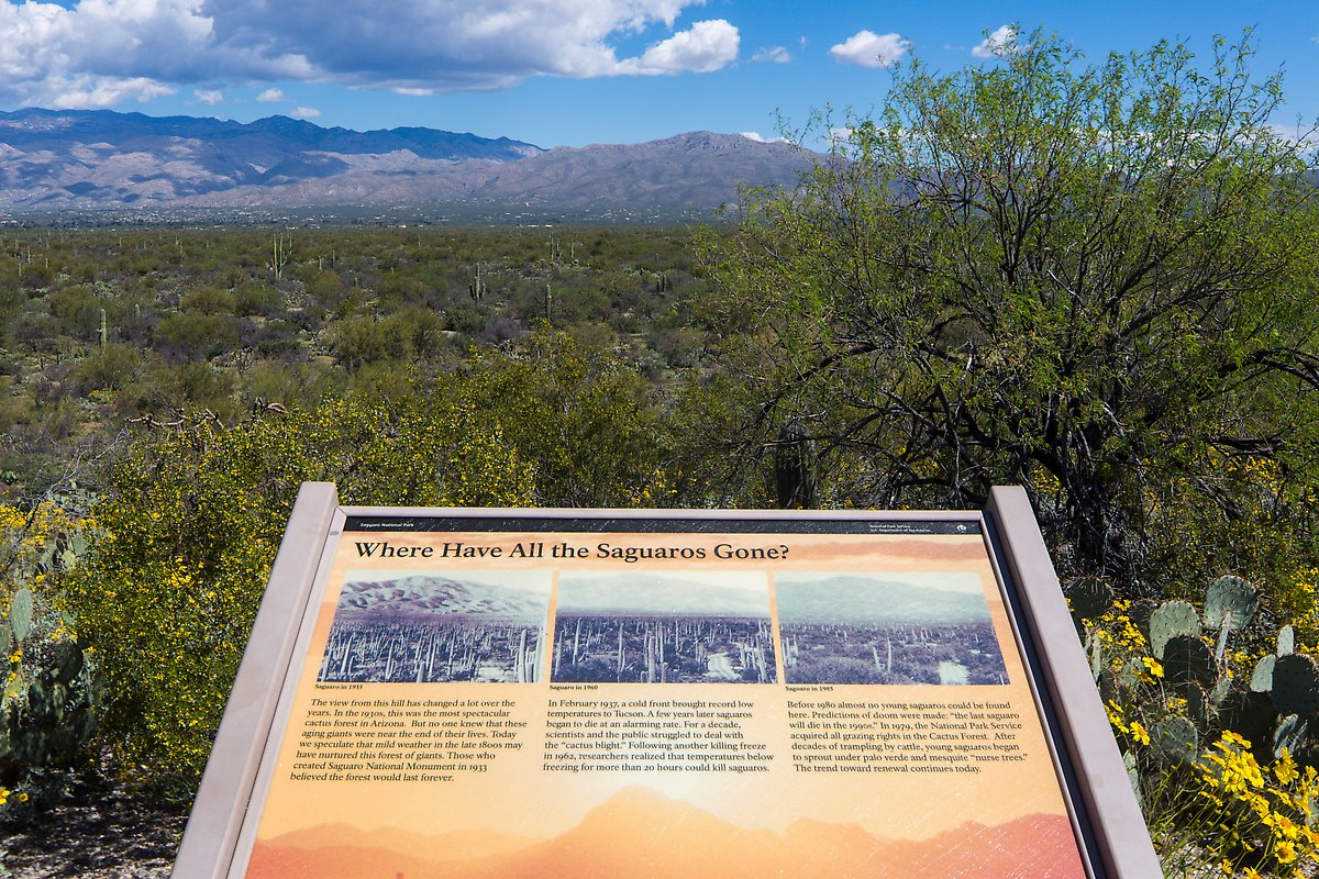 East Unit. Saguaro National Park.  ()