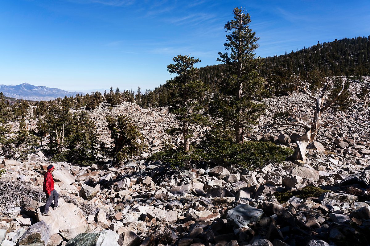 Wheeler Bristlecone Pine Grove. Great Basin National Park.  ()