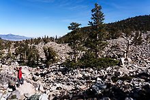Wheeler Bristlecone Pine Grove. Great Basin National Park.  ( )