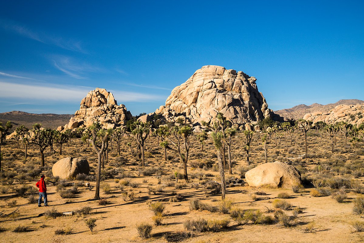 Hidden Valley area. Joshua Tree National Park.  ()