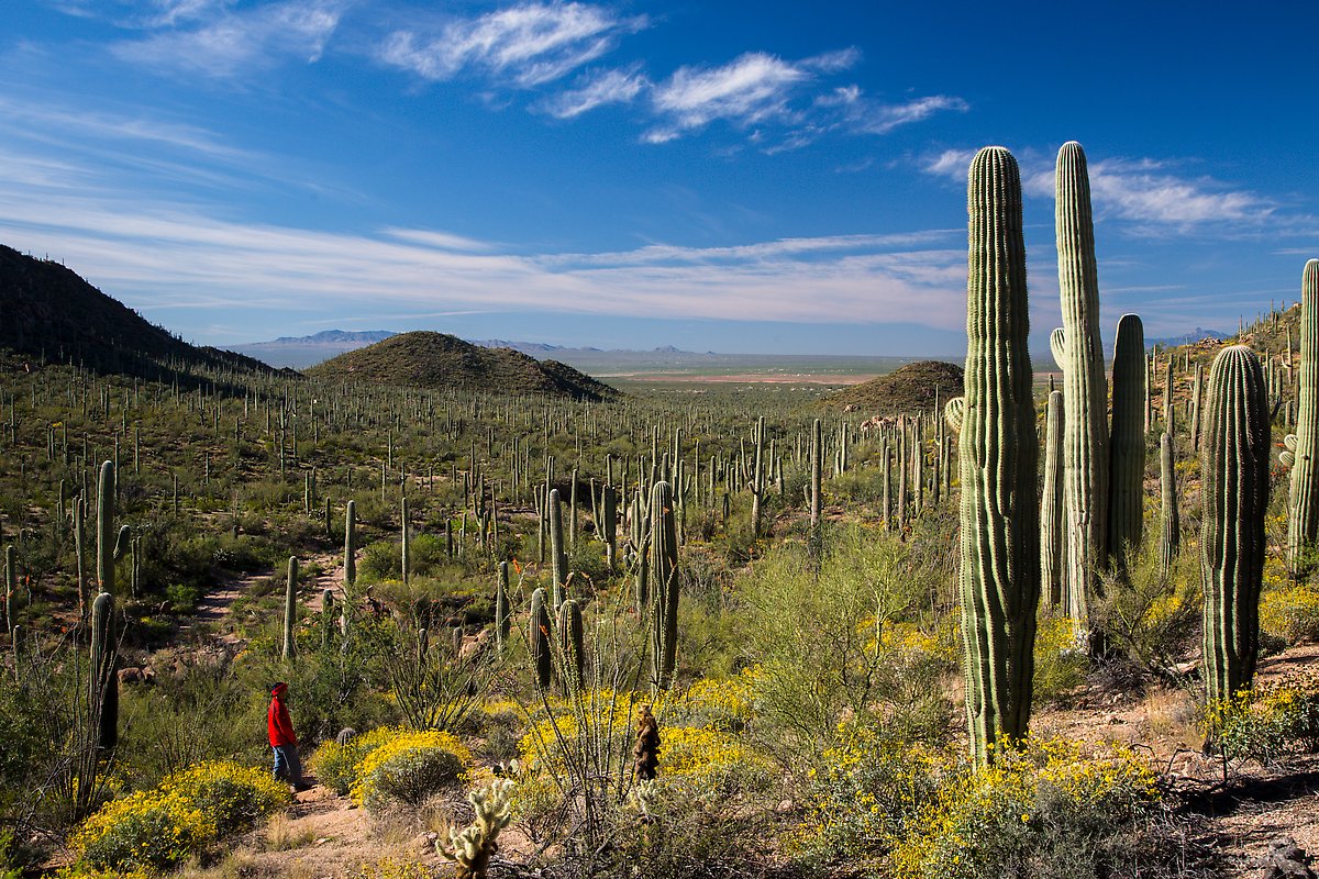 Valley View trail. Saguaro National Park.  ()