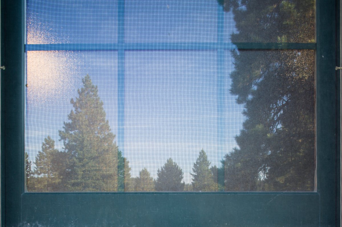 Fir trees, Visitor Center. Bryce Canyon National Park.  ()