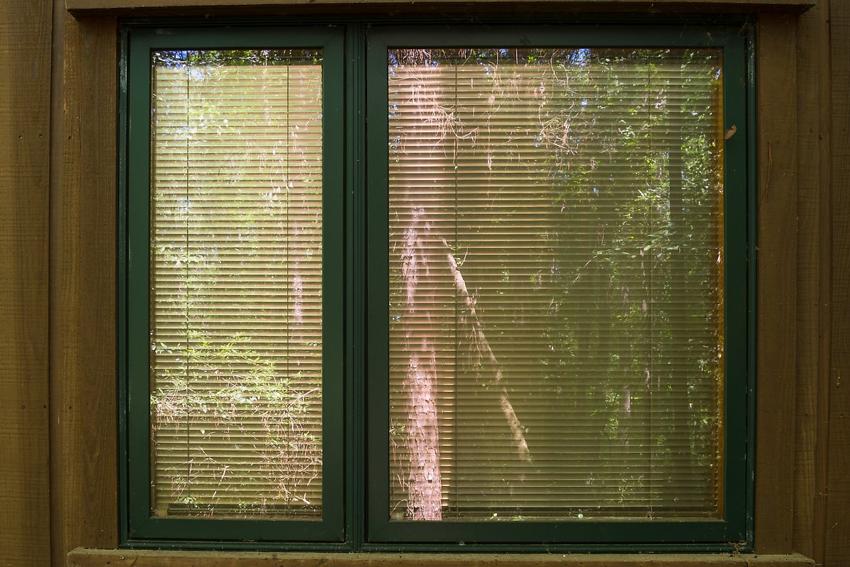 Forest, Harry Hampton Visitor Center. Congaree National Park.  ()